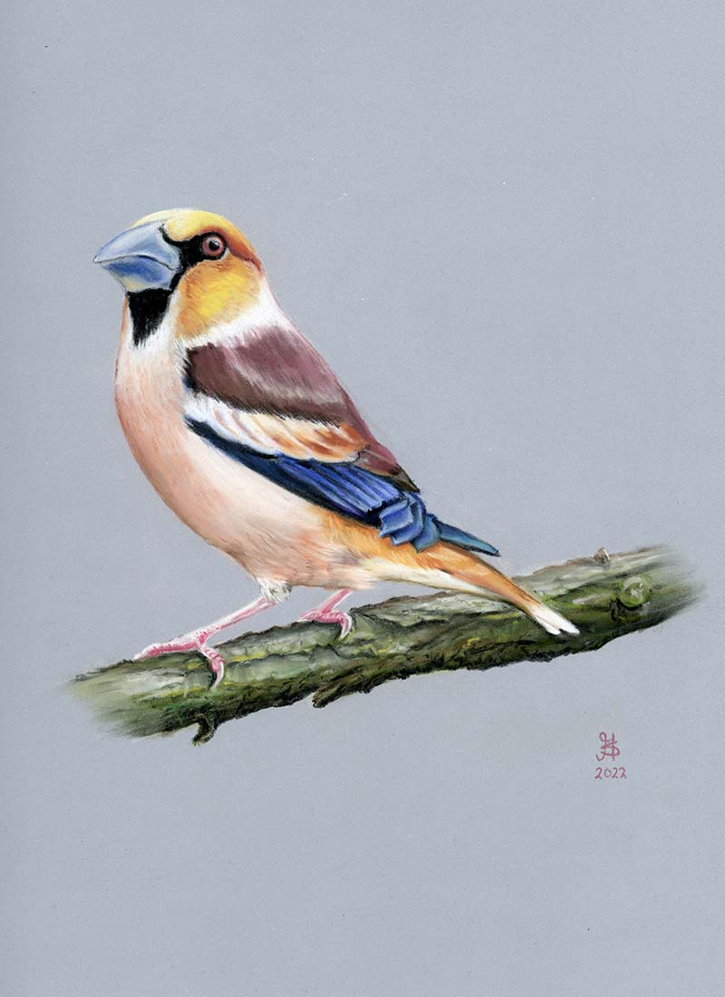 Hawfinch