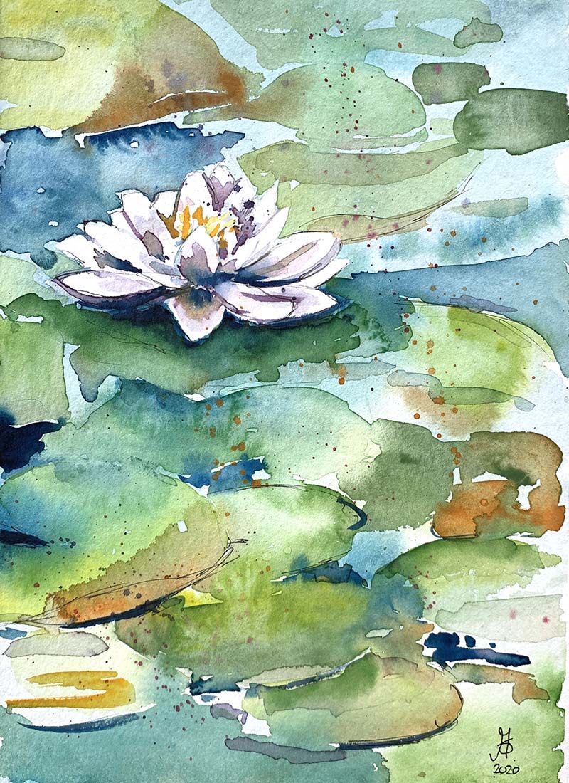 Waterlily