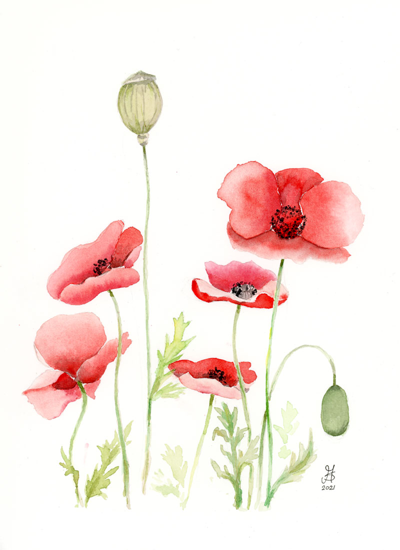 Poppies